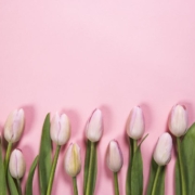 pink-spring-flowers