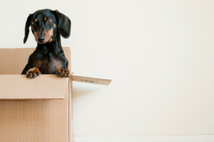 dog-in-moving-box